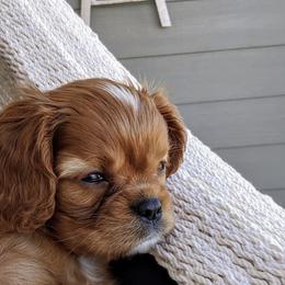 Cavalier King Charles Spaniel Puppies from Hidden Creek Cavaliers