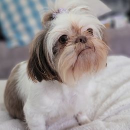 Violeta - Shih Tzu
