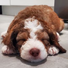Bernedoodles from Lil'Mo'Lovin Bernedoodles