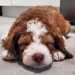 Bernedoodles from Lil'Mo'Lovin Bernedoodles
