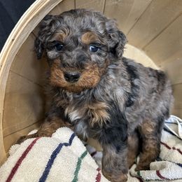 Black Merle tri color - Merle male Bernedoodle puppy in Grant, Michigan from Jules’ Bernedoodles