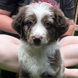 Otis - Red merle Miniature Australian Shepherd puppy in Ellijay, Georgia from Cartecay Mountain Aussies