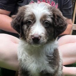 Otis - Red merle Miniature Australian Shepherd puppy in Ellijay, Georgia from Cartecay Mountain Aussies