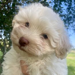 Kirby - Cream male Havanese puppy in Stoughton, Wisconsin from Happy Acres Havanese and Mini Sheepadoodles