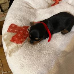 Red girl - Black and tan female Dachshund puppy in Harriet, Arkansas from B&K Dachshunds