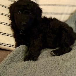 Blue boy (Neville) - Black male Bernedoodle puppy in Moulton, Alabama from Triple W Doodles