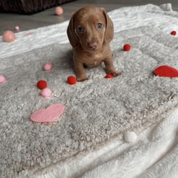 Sander - Fawn (Isabella) male Dachshund puppy in San Diego, California from Enchantables