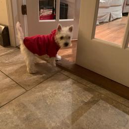 West Highland White Terrier All Grown Up from Dixieland Westies