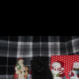 Poodle and Schnoodle Puppies from Marlens.poodles