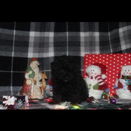 Poodle and Schnoodle Puppies from Marlens.poodles