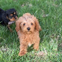 Ollie - Apricot male Goldendoodle puppy in Centralia, Missouri from Oodles Of Doodles Mo.
