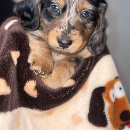 Dachshund Puppies from Briana's Dachshunds