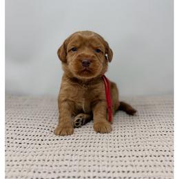 Arbequina - Caramel female Australian Labradoodle puppy in Sacramento, California from Little Farmstead Labradoodles