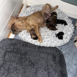 Brussels Griffon Puppies from Cinnabar Brussels Griffons