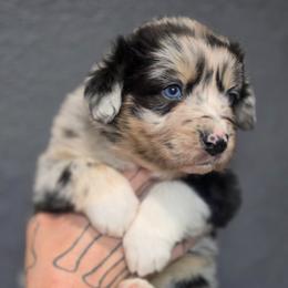 Australian Shepherd, Border Collie, Miniature American Shepherd, Miniature Australian Shepherd, and Toy Australian Shepherd Puppies from Aloe Aussies