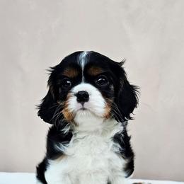 AKC Luna - Tri-color female Cavalier King Charles Spaniel puppy in Bonney Lake, Washington from House of Happy Cavaliers