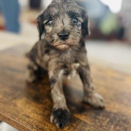 Dixie - Merle female Cavapoo puppy in Strasburg, Pennsylvania from Still Water Puppies