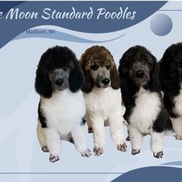Poodle Puppies from Blue Moon Standard Poodles