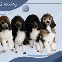 Poodle Puppies from Blue Moon Standard Poodles