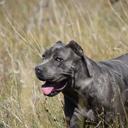 Smalls - Cane Corso