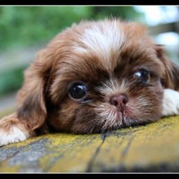 Vivienne - Chocolate female Shih Tzu puppy in Warren, Michigan from Danielle's Yorkie Babies