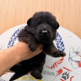 Boy 4 - Bi-color male German Shepherd puppy in Hollis Center, Maine from Noble German Shepherds of Maine
