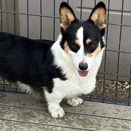Yoda - Pembroke Welsh Corgi