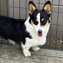 Yoda - Pembroke Welsh Corgi