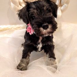 Miniature Schnauzer Puppies from Hall Miniature Schnauzers