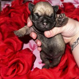 Romeo - Fawn male Pug puppy in Greenfield, Missouri from Curly Tail Kennels & More