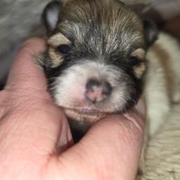 Girl 1 - Cream sable parti female Pomeranian puppy in Davenport, Washington from Lovely Ladies and Little Asses Miniature Equines (L3A Pomeranians & Papillons)