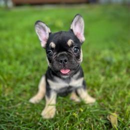 Kay - Tricolors female French Bulldog puppy in Monett, Missouri from Bailey French Bulldogs