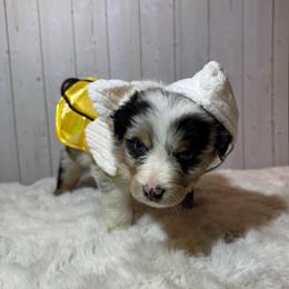 Zero - Blue merle male Australian Shepherd puppy in Vacaville, California from Cowtown Aussies