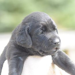 Girl 4 - Labrador Retriever puppy in Shiocton, Wisconsin from Green Acres Labrador Retrievers