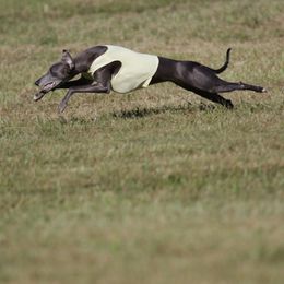 Zuppa - Whippet