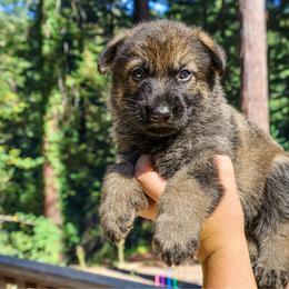 Drogon - Sable male German Shepherd puppy in Santa Cruz, California from Von Guadachi German Shepherds & Audacity Border Collies