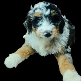 Bernedoodle puppies from Route 66 Poodles & Doodles, Sapphire Shih-tzu's of Ohio