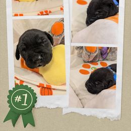 Blue collar - Black female Cane Corso puppy in Va Beach, Virginia from Guardian Corso's
