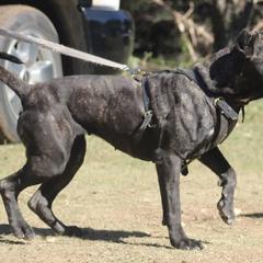 Zoe - Perro de Presa Canario