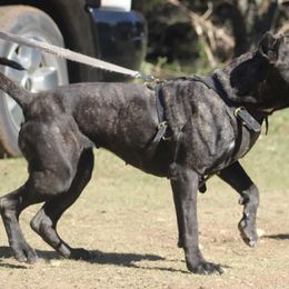 Zoe - Perro de Presa Canario