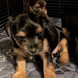 Gemma - Blue and gold female Yorkshire Terrier puppy in Gatesville, Texas from KontryKritterz Yorkies