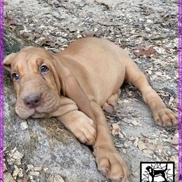 Bloodhound Puppies from Rays Of Sunshine Bloodhounds