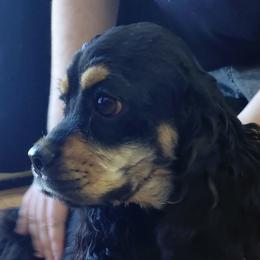 Cocker Spaniels, Goldendoodles, Golden Retrievers, and Poodles from Elliott's Elite Puppies