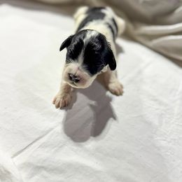 Portuguese Water Dog Puppies from Portie Puppies