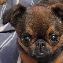 Brussels Griffons from Willow & Sage Brussel Griffons