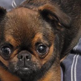 Brussels Griffons from Willow & Sage Brussel Griffons