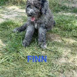 Cockapoo and Goldendoodle Puppies from Diva’s Darling Doodles