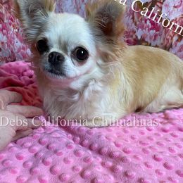 Honey - Chihuahua
