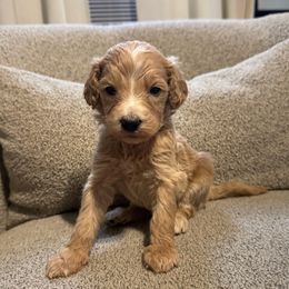 Reed (purple) - Cream male Goldendoodle puppy in Belleville, New Jersey from New Jersey Doodles and Frenchies