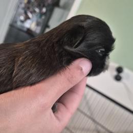 Lycy - Black and white female Shih Tzu puppy in Green Valley Lake, California from All American Shih Tzu Puppies